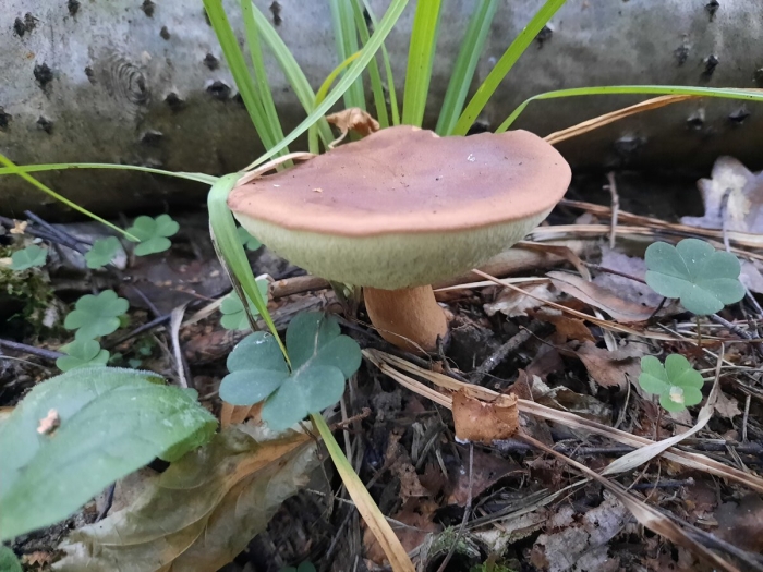 Опенок гриб