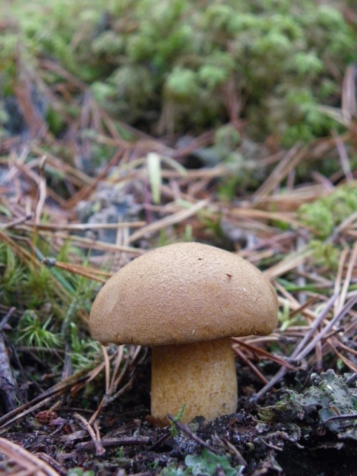 Моховик подольшаник
