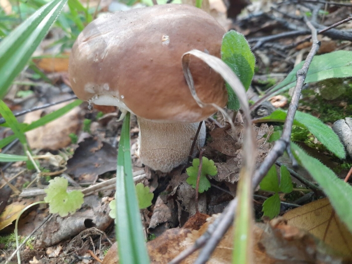 Белый гриб боровик