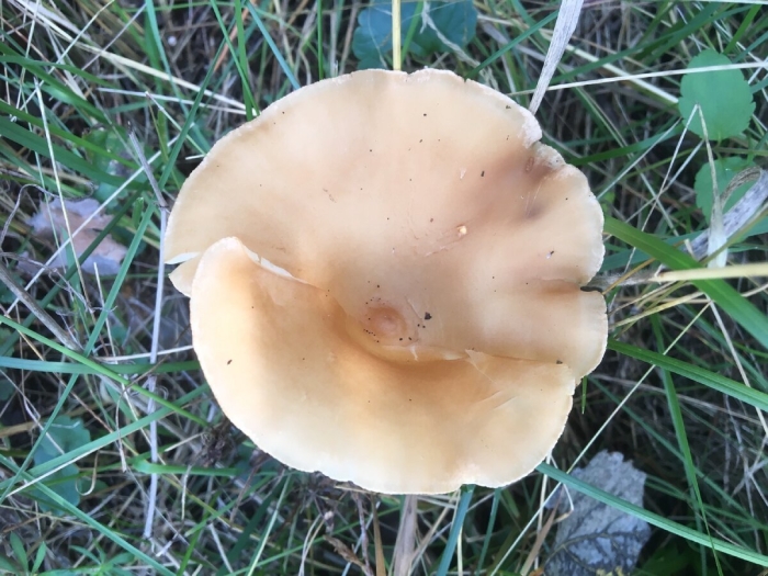Говорушка буро желтая clitocybe gilva