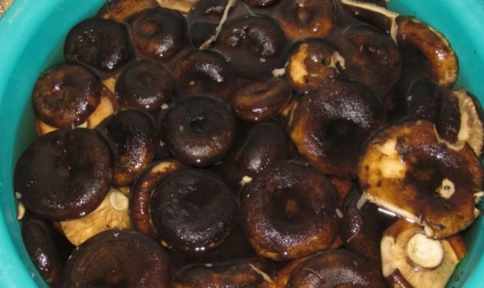 Черные грузди чернушка