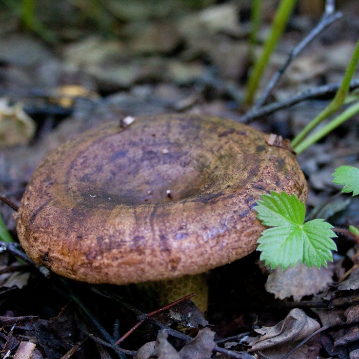 Lactarius fennoscandicus