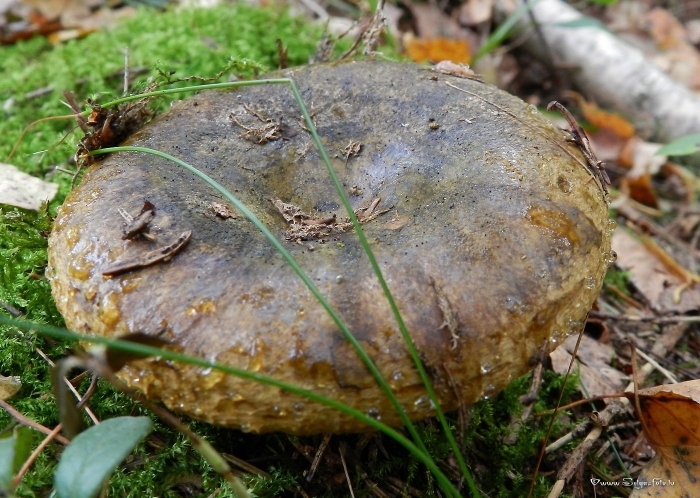 Зеленушка обыкновенная гриб