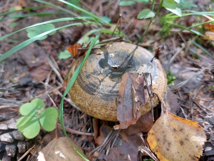 Грибы средней полосы