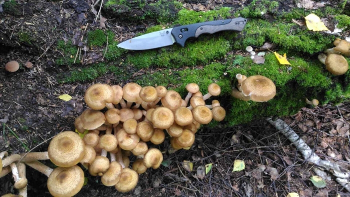 Грибы чернушка волнушка свинушка