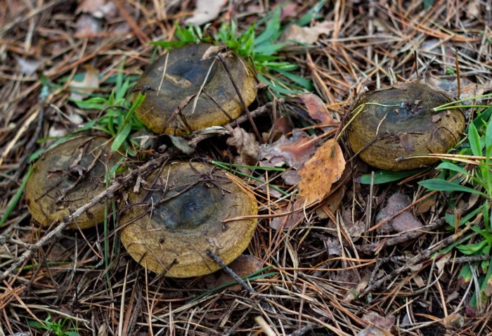 Гриб свинушка