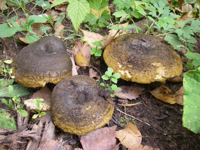 Черные грузди