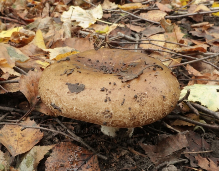 Подгруздок чёрный russula adusta