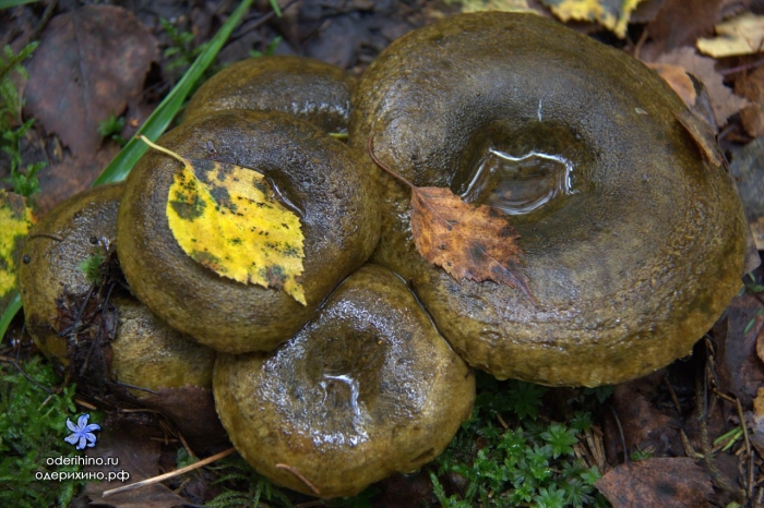 Груздь чёрный съедобные грибы