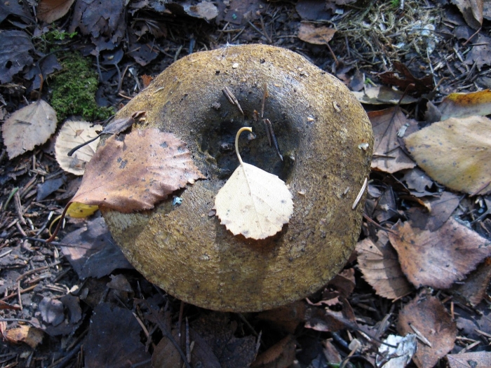 Черный груздь груздянка