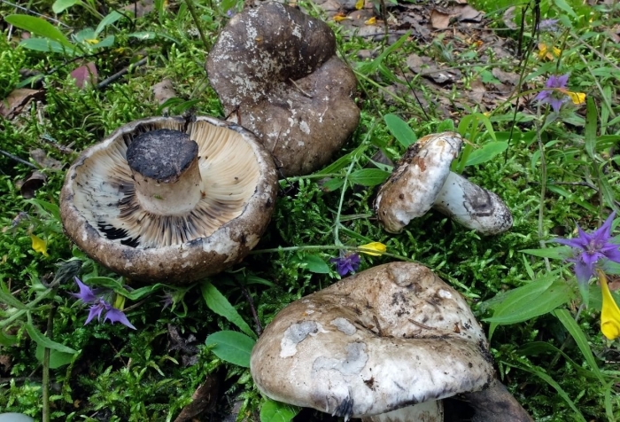 Гриб подгруздок черный