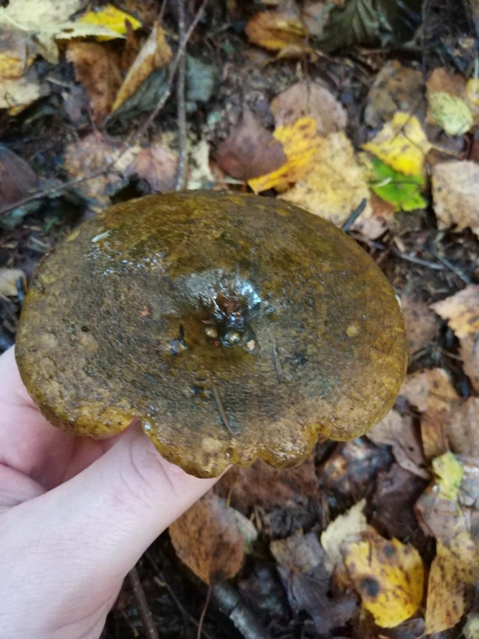 Груздь настоящий гриб