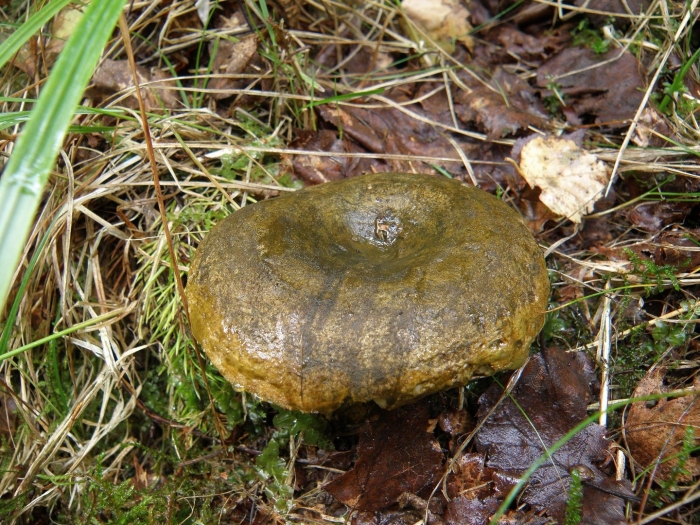 Груздь чёрный свинушка