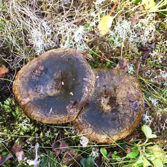 Черные грузди