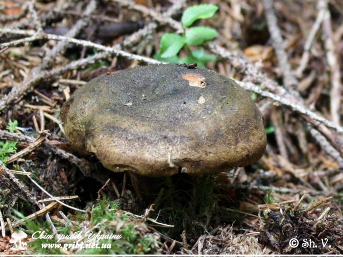 Черные грузди чернушка