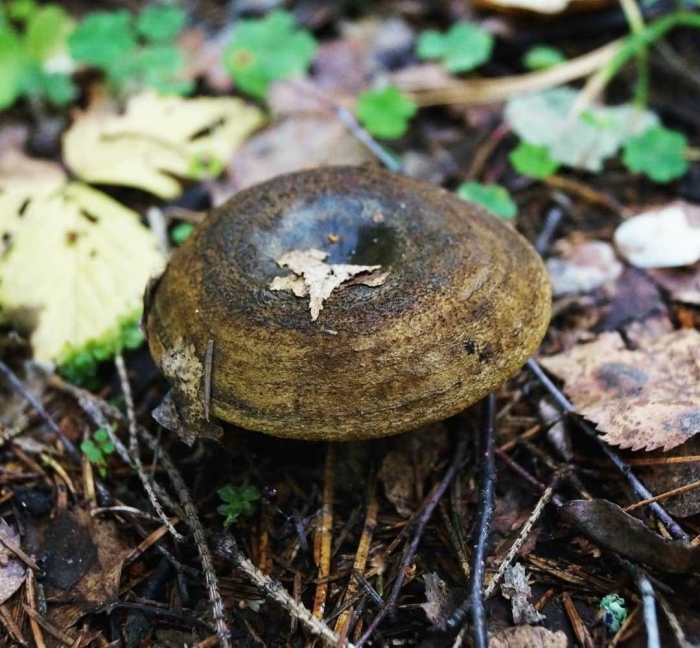 Черный груздь гриб