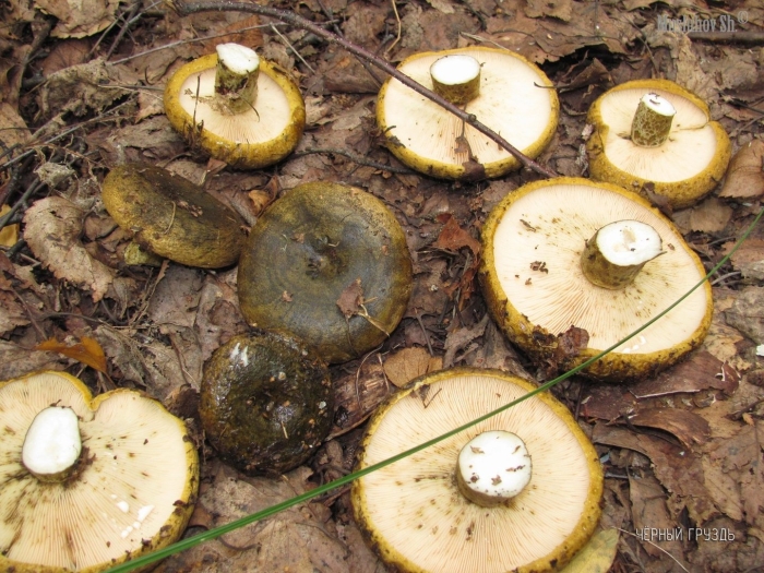 Гриб груздь черный