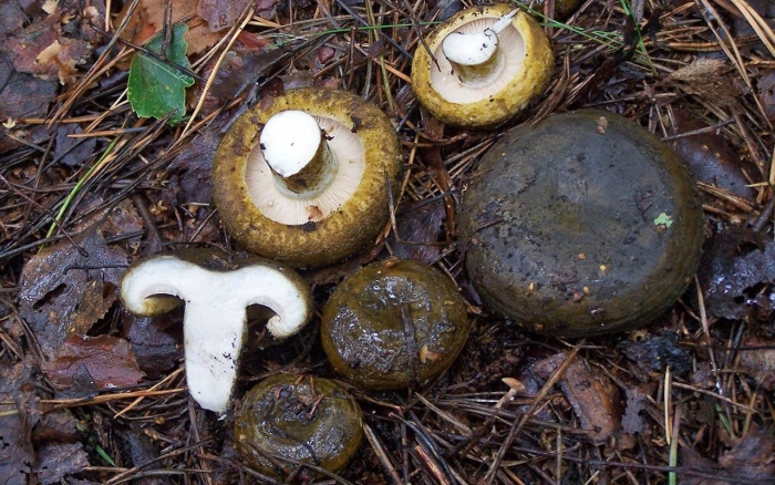 Черные грузди