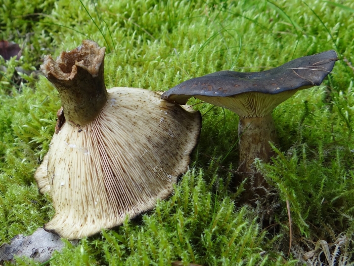 Млечник серо розовый lactarius helvus