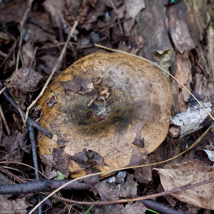 Свинушки чернушки грибы