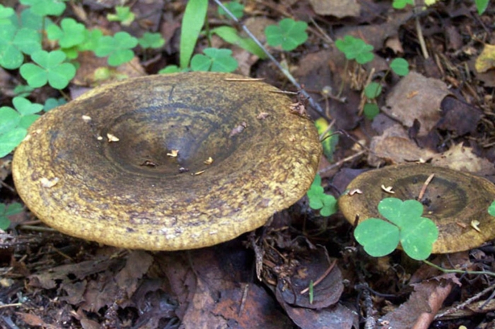 Черный груздь гриб