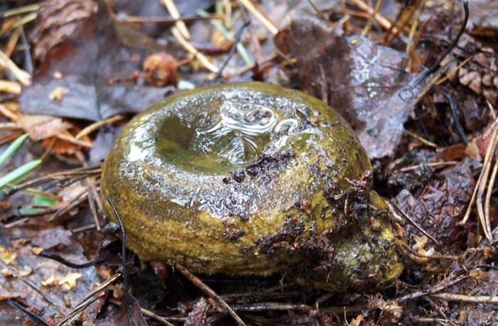 Гриб черный груздь