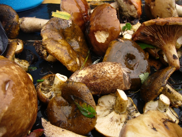 Свинушки чернушки грибы