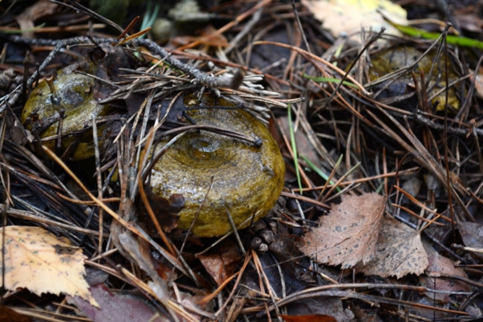 Гриб черный груздь