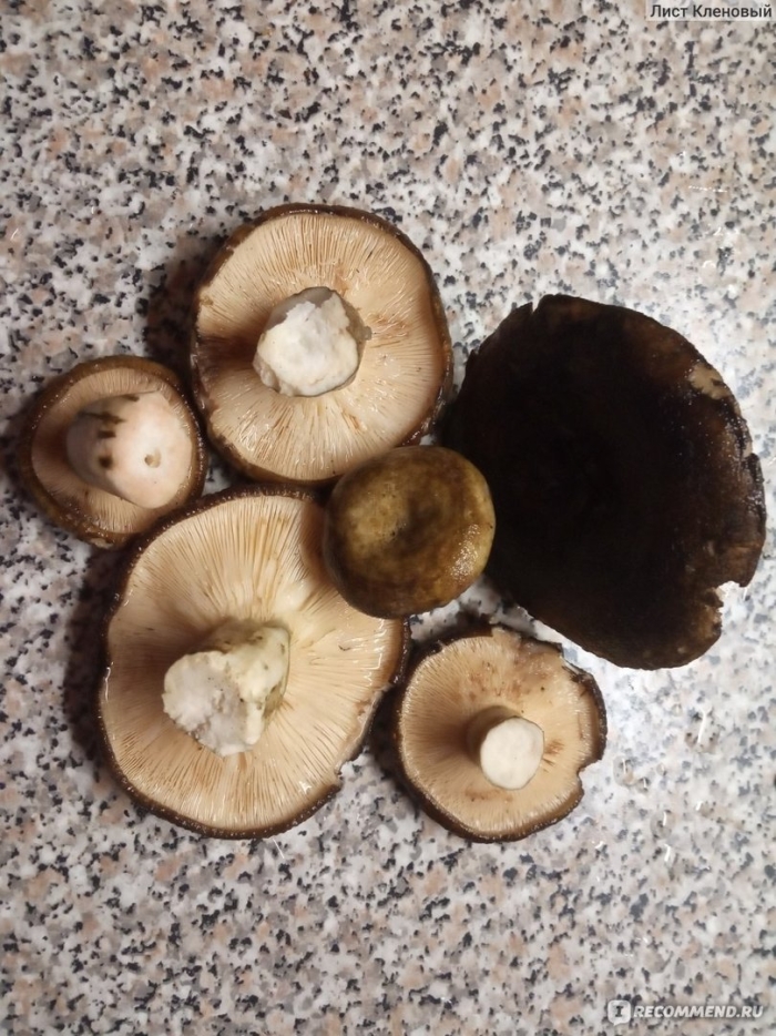 Груздь чёрный гриб