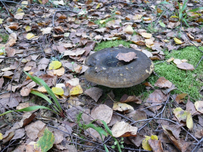 Чернушка гриб