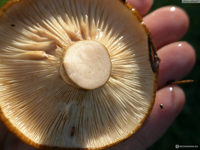 Млечник подорешник