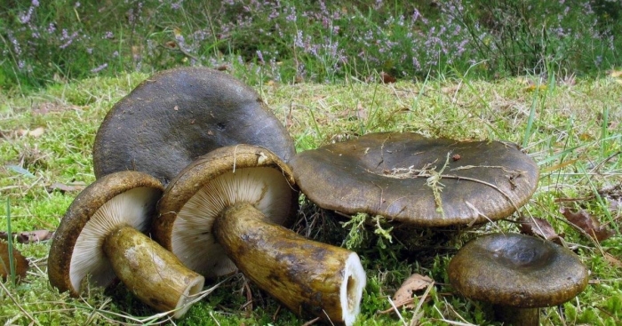 Черные грузди