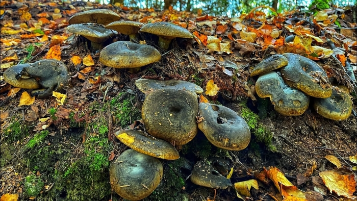 Грибы в карелии 2022