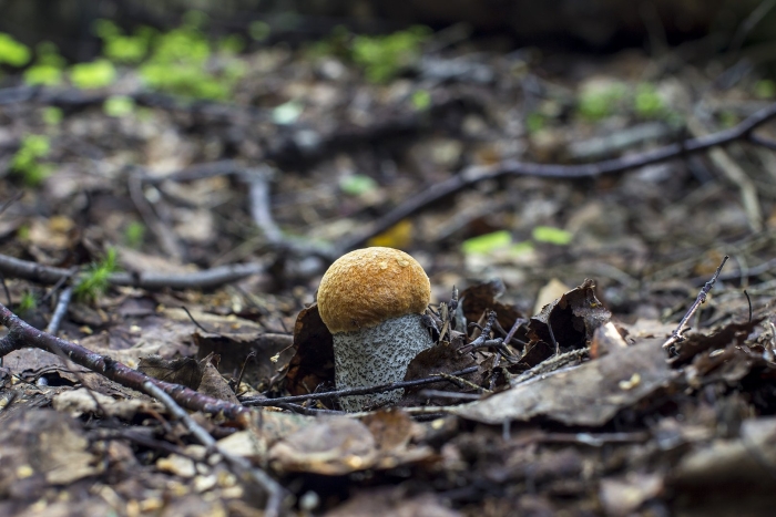 Гриб подосиновик