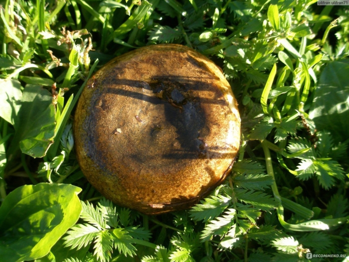 Дунька гриб свинушка