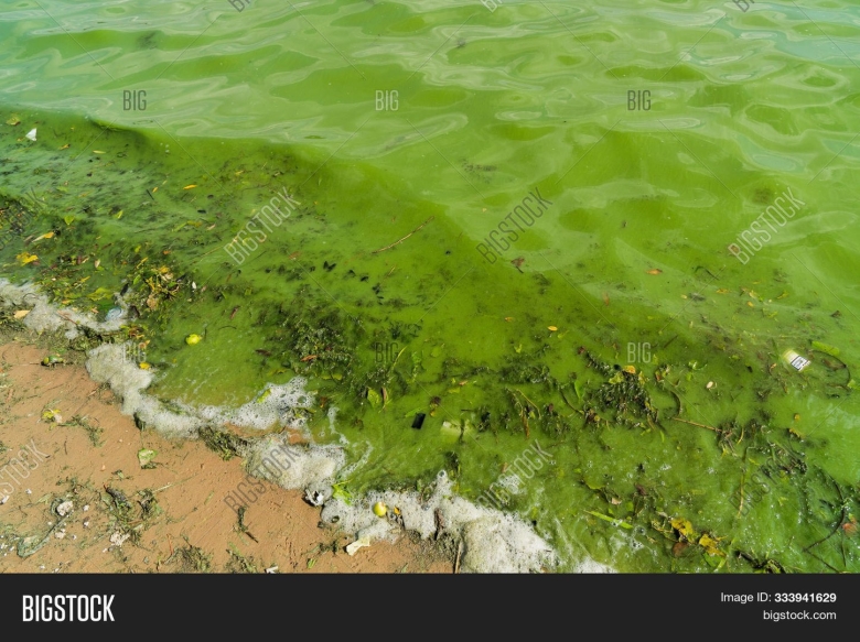 Цветение воды финский залив