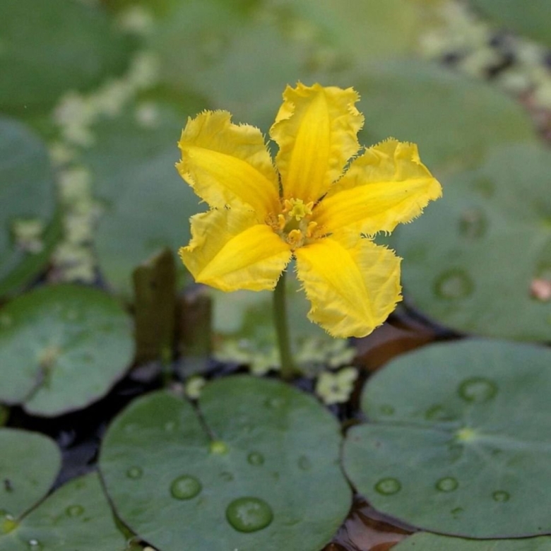 Болотноцветник щитолистный