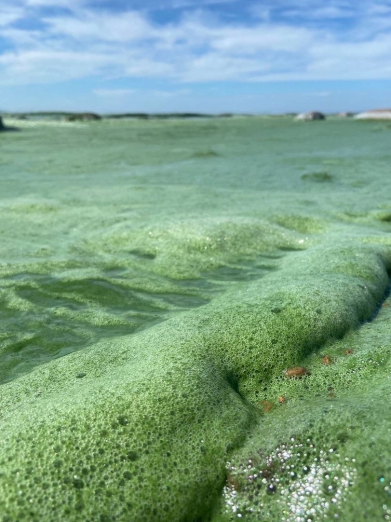 Ядовитые водоросли