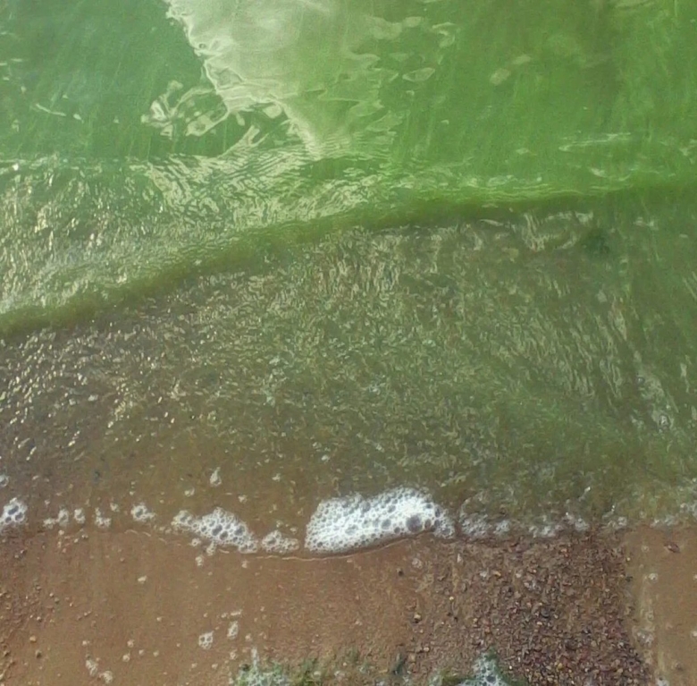 Цветение моря в анапе