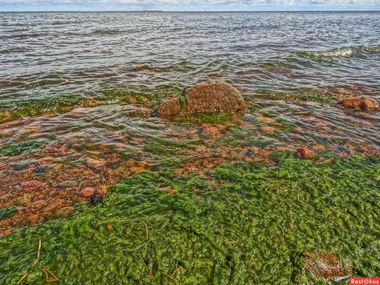 Растительность финского залива