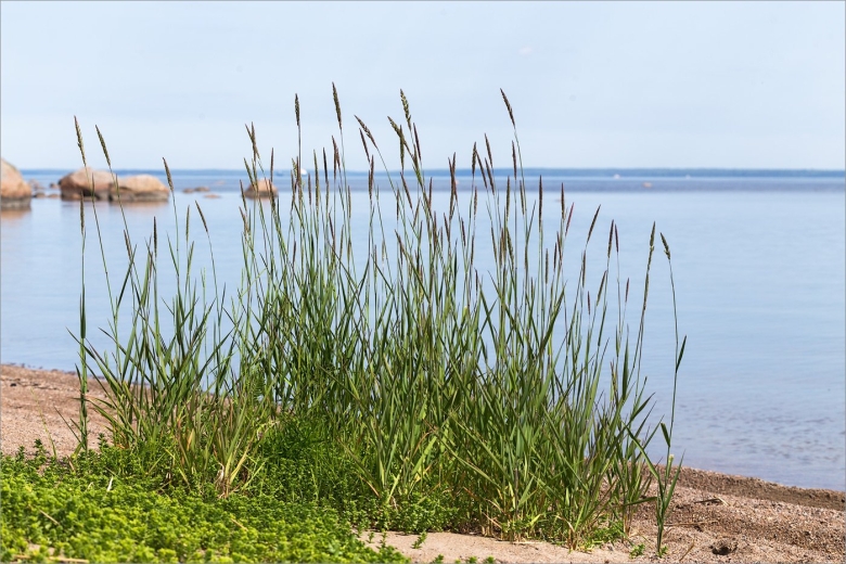 Финский залив с травой