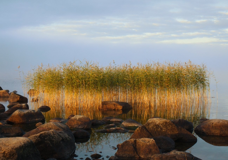 Растительный мир Онежского озера