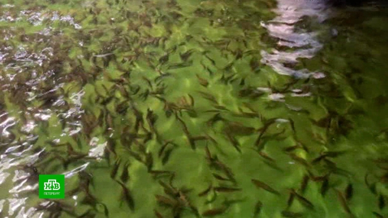 Рыбы финского залива