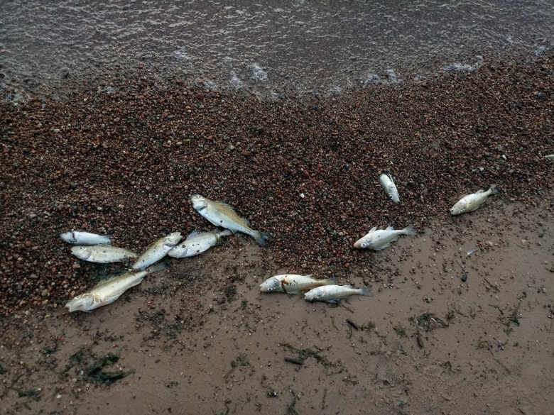 Животные обитающие в финском заливе