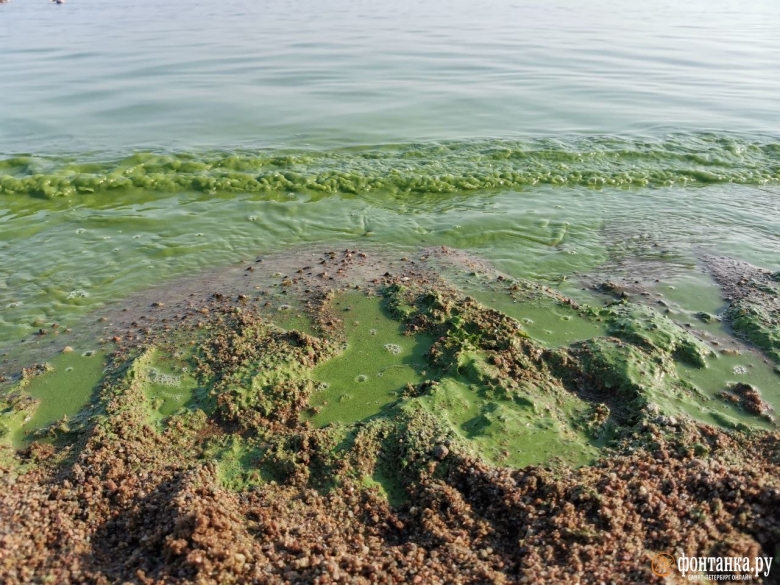 Цветение воды финский залив
