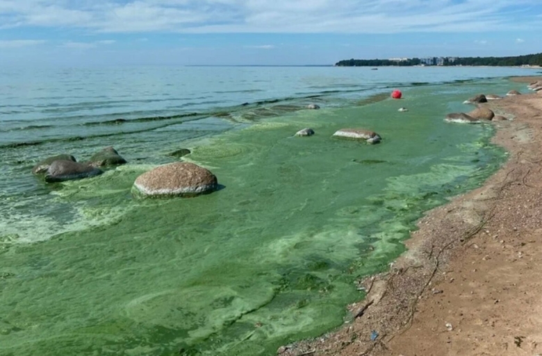 Цветение воды финский залив