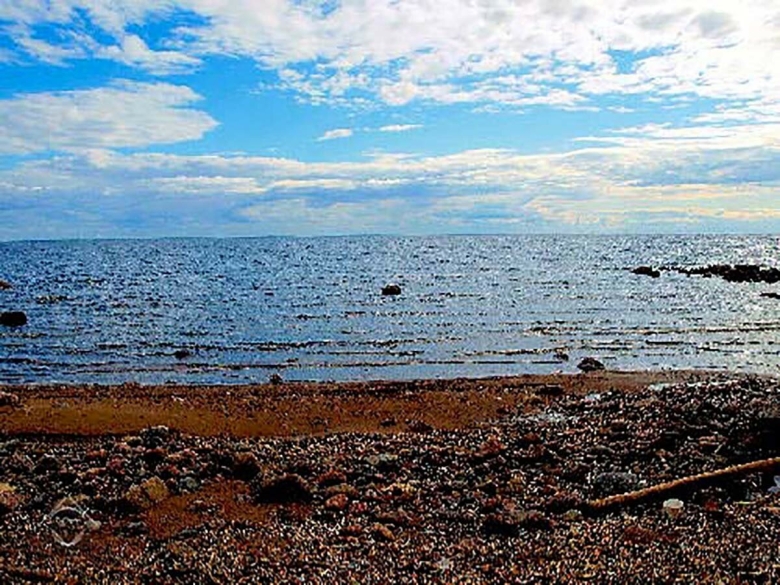 Растения финский залив