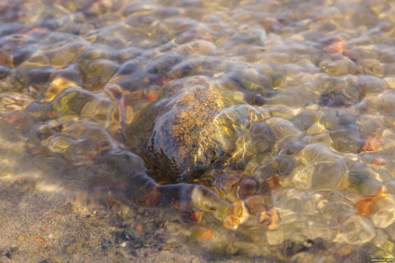 Ракообразные на камнях финского залива