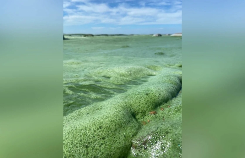 Цветение воды финский залив