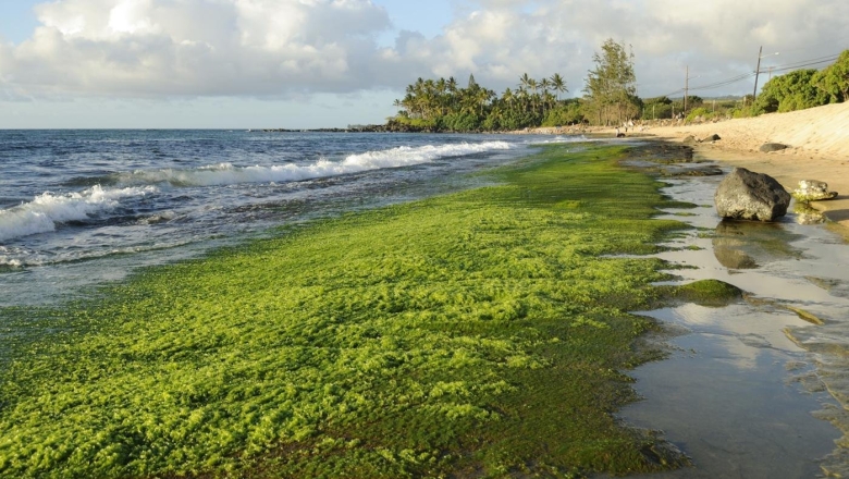 Байкал водоросли спирогиры